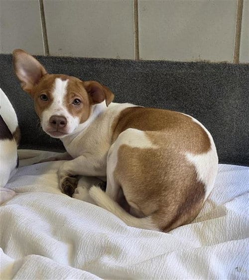 Photo of Chino, adoptable Terrier in San Antonio, Texas