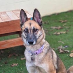 Photo of Sasha BB, adoptable German Shepherd Dog Belgian Malinois in Hartford, Connecticut