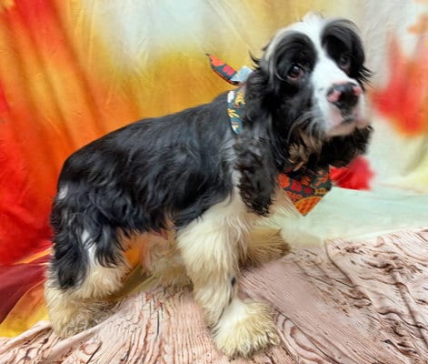 Photo of Rowan, adoptable Cocker Spaniel in Arlington, Virginia