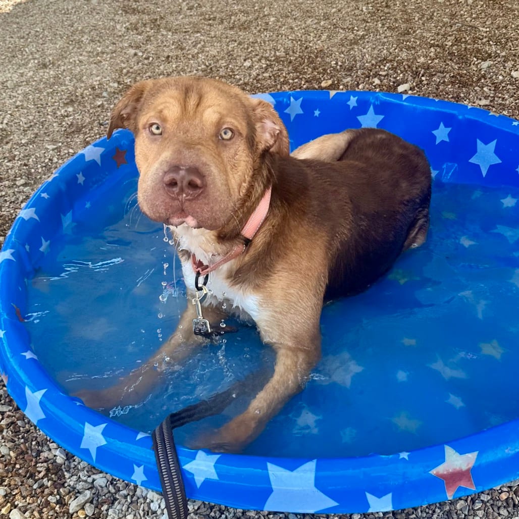 Photo of Tantor K18, adoptable Chinese Shar-Pei / Terrier, Pit Bull in Union, Missouri