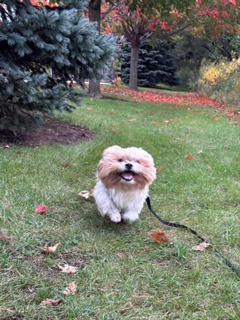 Photo of Petey, adoptable Shih Tzu in Geneva, Illinois