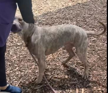 Photo of Po Boy, adoptable Unknown breed (short coat) in Port Richey, Florida