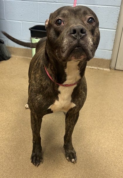 Photo of Donzi, adoptable dog in Chamblee, Georgia