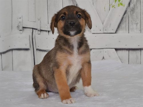 Photo of Lorraine, adoptable Catahoula Leopard Dog in Oroville, California