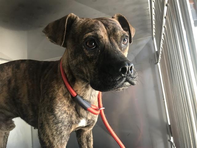 Photo of Tyson, adoptable Mixed Breed