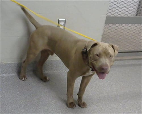 Photo of Canelo, adoptable American Pit Bull Terrier in Pasadena, Texas