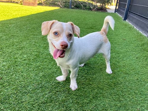 Photo of Pringle, adoptable Parson Russell Terrier in Orange, California