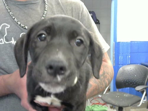Photo of Marlie, adoptable Labrador Retriever in Albuquerque, New Mexico