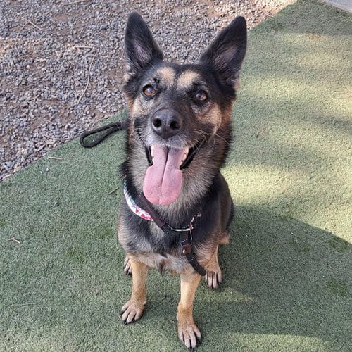 Photo of Bullet, adoptable German Shepherd Dog in Mesa, Arizona