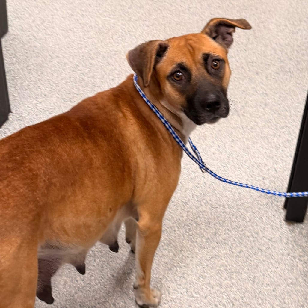 Photo of Pearljam, adoptable Shepherd in Spartanburg, South Carolina