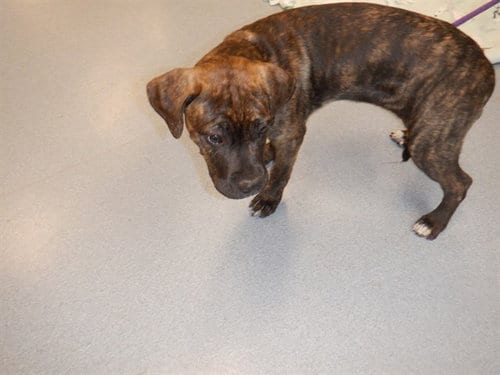 Photo of Koala, adoptable Mastiff in San Jose, California