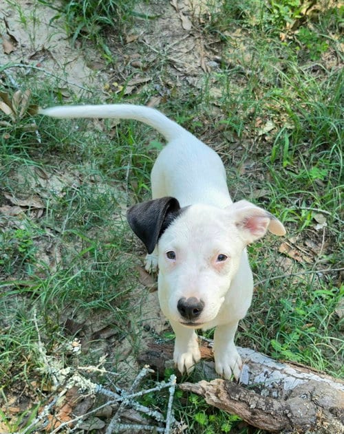 Photo of Daisy Mae, adoptable Unknown breed in Mobile, Alabama