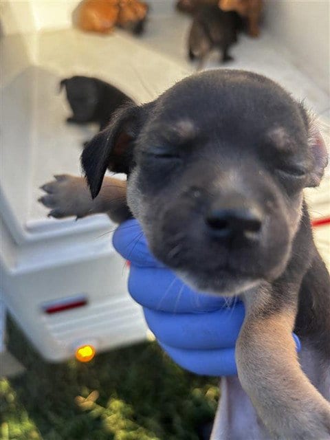Photo of A661700, adoptable Chihuahua in Houston, Texas