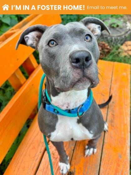 Photo of Block Party 3, adoptable dog in Baltimore, Maryland