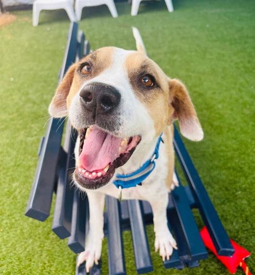 Photo of Kim, adoptable Parson Russell Terrier in Dallas, Texas
