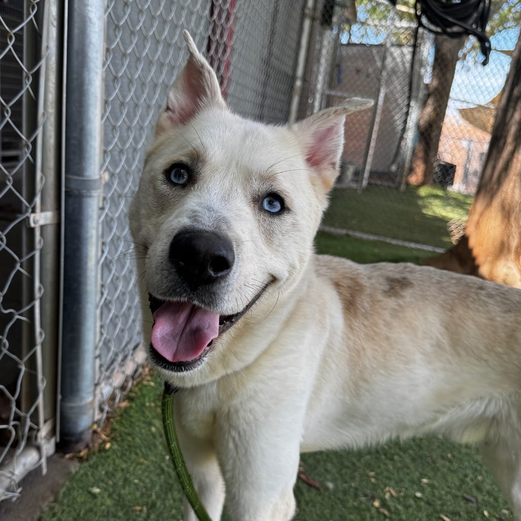 Photo of Remy, adoptable Husky / Terrier, American Pit Bull in Henderson, Nevada