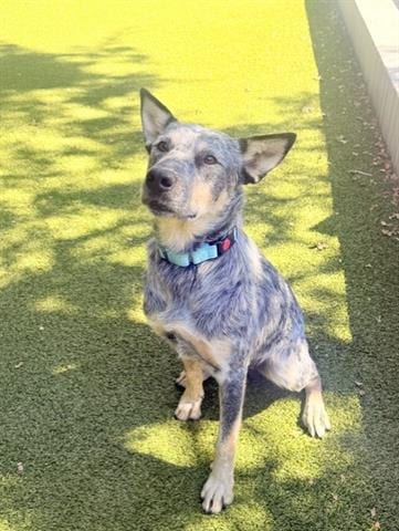 Photo of Vanya, adoptable Australian Cattle Dog/Blue Heeler in San Martin, California