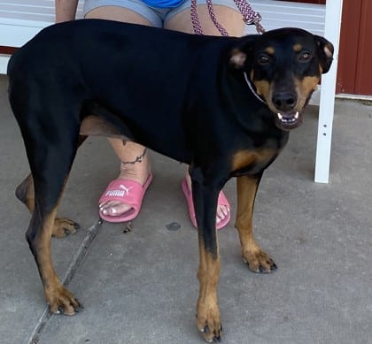 Photo of Daisy Mae, adoptable dog