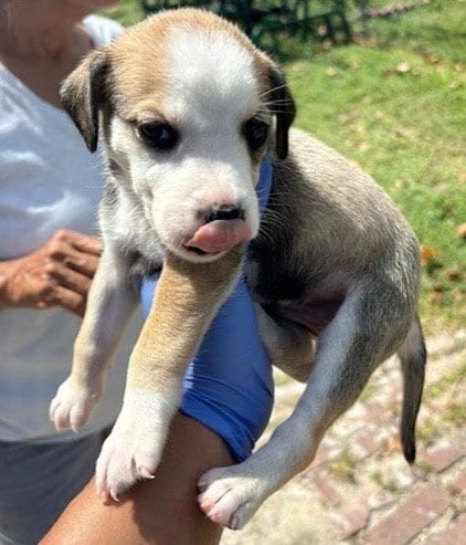 Photo of A661730, adoptable Labrador Retriever in Houston, Texas