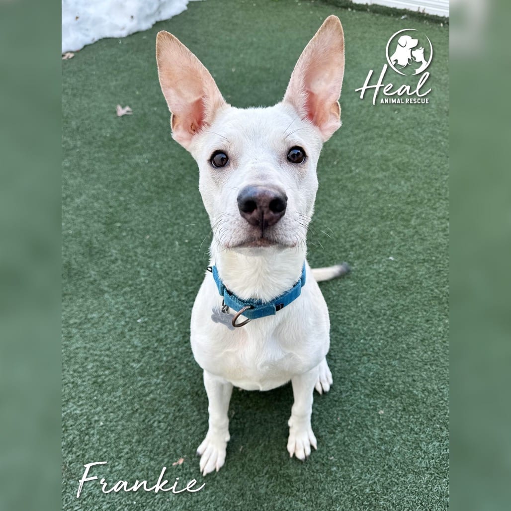 Photo of Frankie, adoptable Mixed Breed (Medium) in Youngwood, Pennsylvania