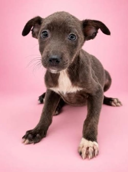 Photo of Blueberry, adoptable Shepherd in Brooklyn, New York