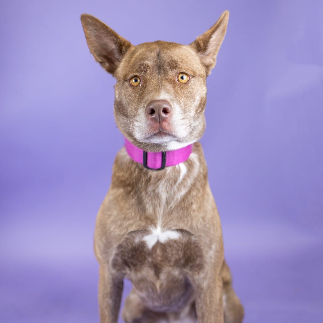 Photo of Java, adoptable Mixed Breed (Large) in Portland, Oregon
