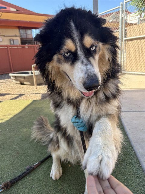 Photo of Kenai, adoptable Siberian Husky in Phoenix, Arizona
