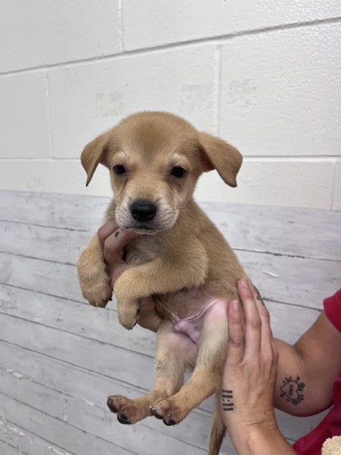 Photo of Skittles, adoptable Labrador Retriever in San Bernardino, California