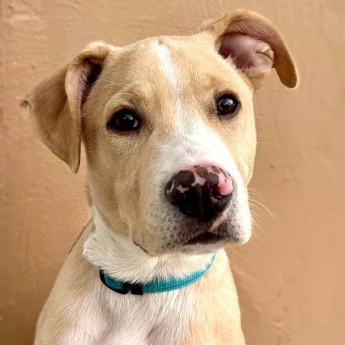 Photo of Puffin (FTF Only), adoptable Unknown breed (short coat) in Laramie, Wyoming