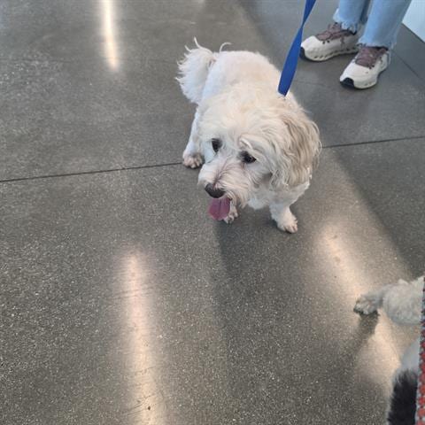 Photo of Santiago, adoptable Poodle (Miniature) in San Martin, California
