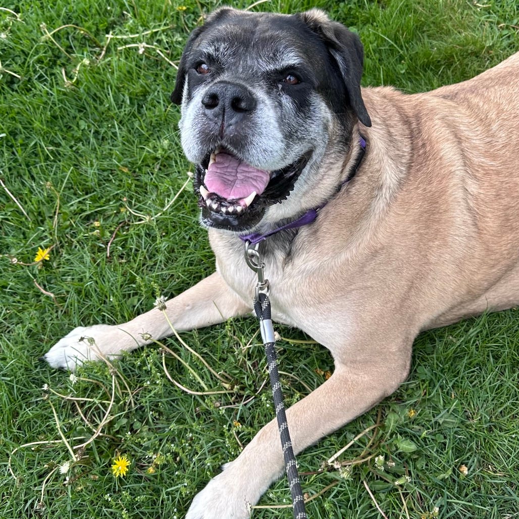 Photo of Ruby, adoptable Mastiff in Berea, Ohio