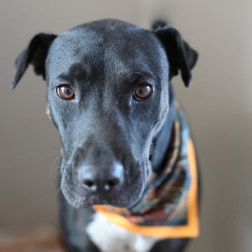 Photo of Persephone, adoptable American Staffordshire Terrier in San Antonio, Texas