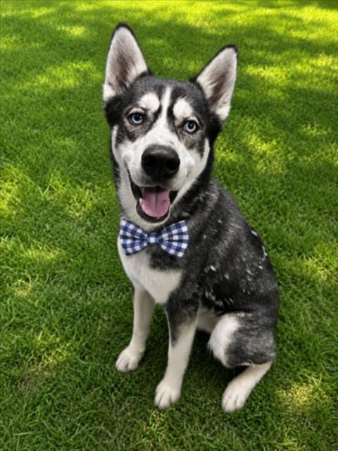 Photo of Ranger, adoptable Siberian Husky in Clinton Township, Michigan
