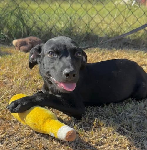 Photo of Grant, adoptable Labrador Retriever in Tarrytown, Georgia