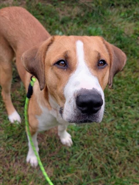 Photo of Canelo, adoptable Anatolian Shepherd in Chapel Hill, North Carolina