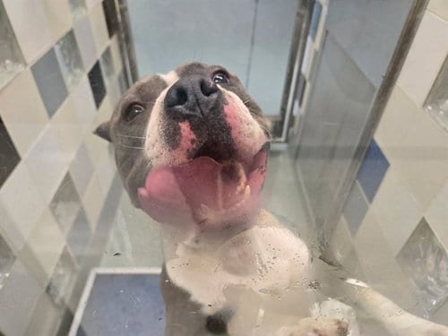 Photo of Moose, adoptable Pit Bull Terrier in Plano, Texas