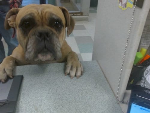 Photo of A481282, adoptable American Bulldog in Oklahoma City, Oklahoma