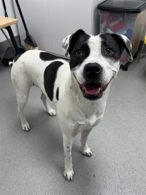 Photo of Natty Gann, adoptable Labrador Retriever in San Francisco, California