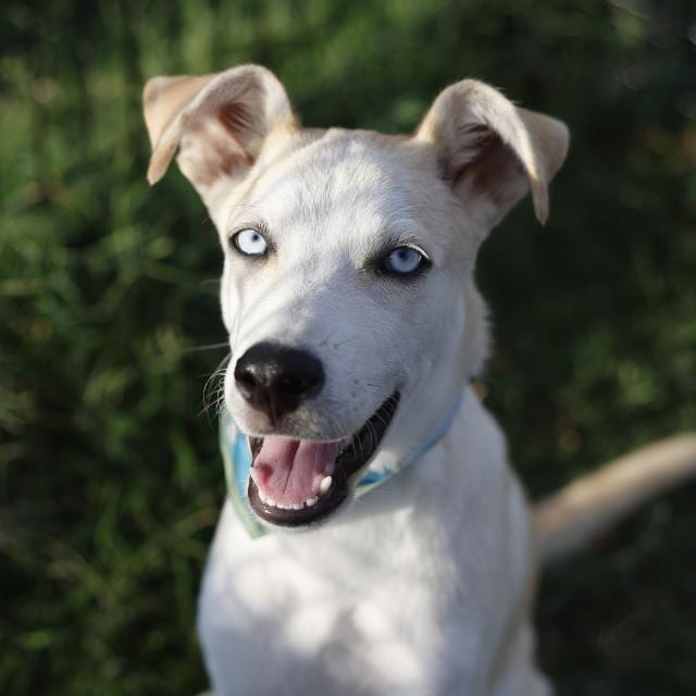 Photo of Richard, adoptable dog in San Antonio, Texas