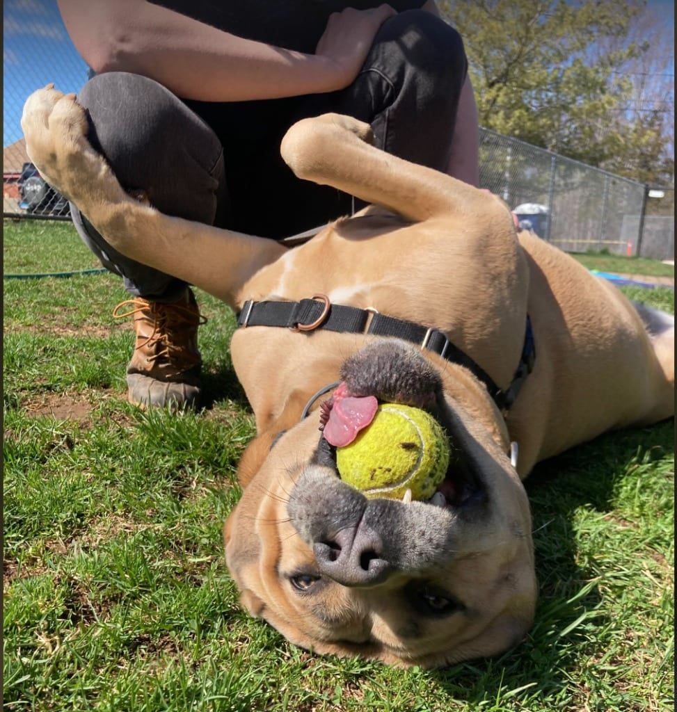 Photo of Mama (FKA Hannah 2.0), adoptable Cane Corso Mastiff in Meriden, Connecticut