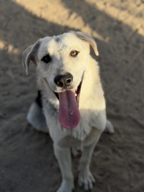 Photo of Artie, adoptable Anatolian Shepherd in Santa Maria, California