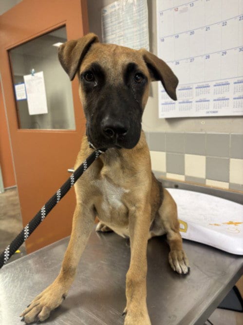 Photo of Jack, adoptable Belgian Shepherd Malinois in San Pedro, California