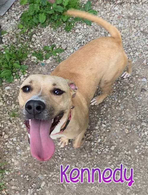 Photo of Kennedy, adoptable Pit Bull Terrier in Port Clinton, Ohio