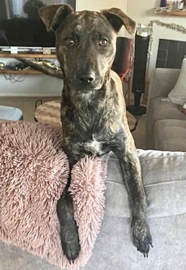 Photo of Susie, adoptable Plott Hound in Houston, Texas