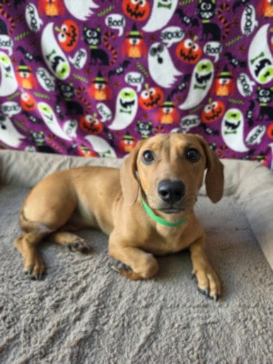 Photo of Sherman, adoptable Dachshund in Chatsworth, California