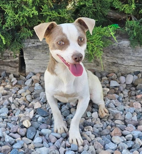 Photo of Tantalizing Lil Mr Tango ~ Silly Sweet Rattie, adoptable Rat Terrier in Albuquerque, New Mexico