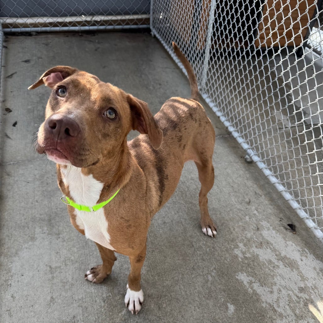 Photo of Marlene, adoptable Catahoula Leopard Dog / Retriever, Labrador in Monticello, Iowa