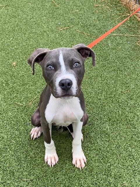 Photo of Bruno, adoptable Pit Bull Terrier in Fayetteville, North Carolina