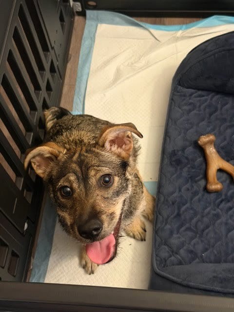 Photo of Rylo, adoptable Border Terrier in San Diego, California