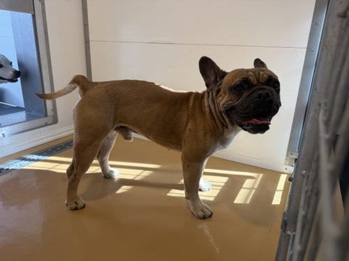 Photo of Sulley, adoptable French Bulldog in San Bernardino, California
